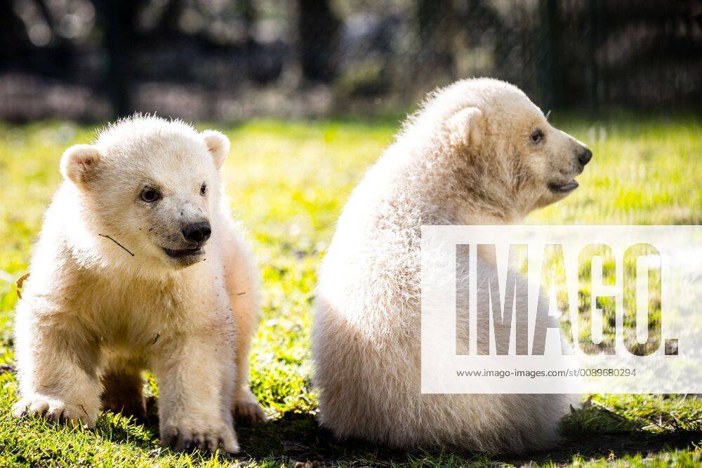 Mierlo - Netherlands - Two newborn polar bears come out for the first time in zoo Animal Kingdom in Mierlo. Mother Frimas threw the boy at the beginning of December 2019 in her hibernation. Credit: Rob Engelaar Hollandse Hoogte