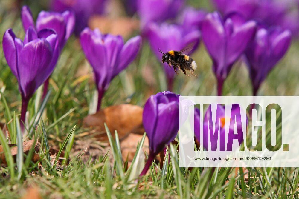 Before the weather change, the day showed itself once again springlike crocuses blooming in the castle park at the Upper Castle on a meadow a bumblebee flies around the crocuses winter in Siegerland on 28 02 2019 in Siegen Germany