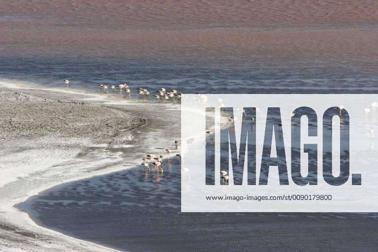 Flamingos On Laguna Colorada, Eduardo Avaroa National Park, Potosi Department, Bolivia