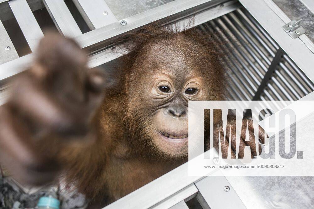Denpasar, Bali, Indonesia - Rescued two-years old male Borneo orangutan, which attempted to smuggle out of Indonesia, tries to climb from his cage in Denpasar, Bali, Indonesia on March 23 2019. Airport authorities arrested Russian citizen, Andrei Zhestkov who tries to smuggled an orangutan through Bali s Ngurah Rai International Airport by anesthetized and locked in fruit basket. Denpasar Indonesia - ZUMAn230 20190323_zaa_n230_409