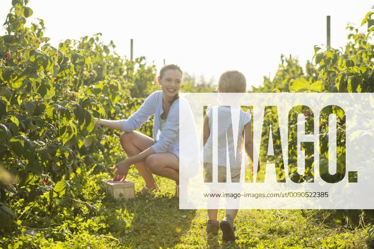 Mother and little daughter picking raspberries in summer model released Symbolfoto DIGF05592