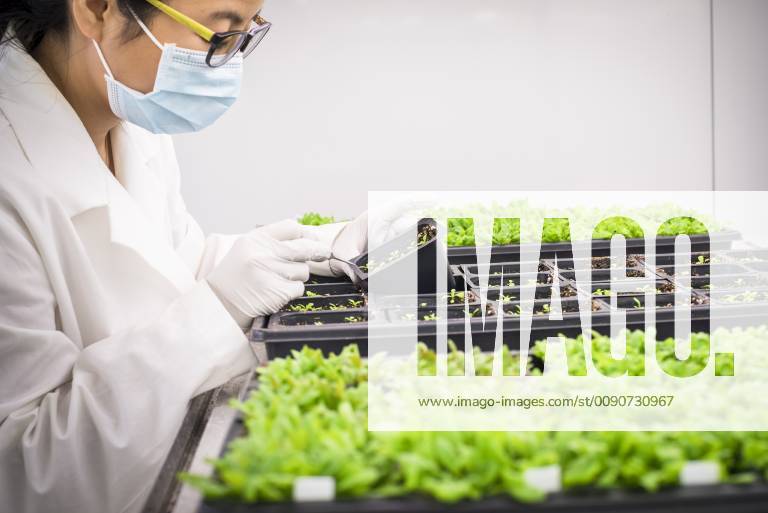 IMAGO Creative: Klimawandel - Zukunft und Innovation Asian scientist examining plants in laboratory Asian scientist examining plants in laboratory,Philadelphia, Pennsylvania, USA 57050