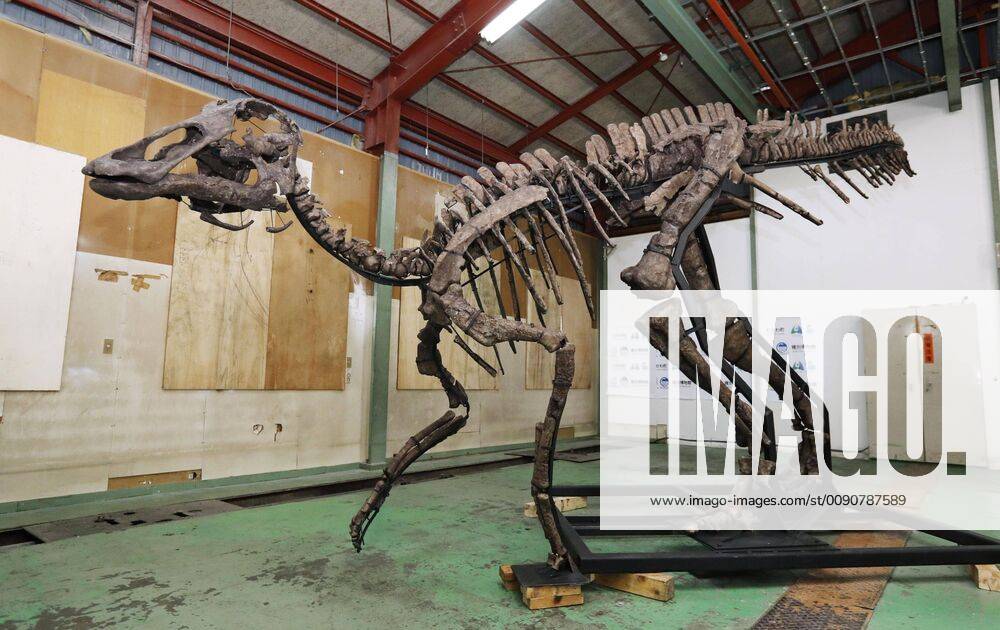 Replica of Japan s largest dinosaur fossil A life-size replica of a skeleton of an 8-meter-long, 4-meter-tall plant-eating Hadrosaurid is unveiled to the press on April 17, 2019, in Mukawa, Hokkaido. It was created based on the largest-ever discovered dinosaur fossil in Japan, excavated from a 72-million-year-old geological layer in the northern Japan town.
