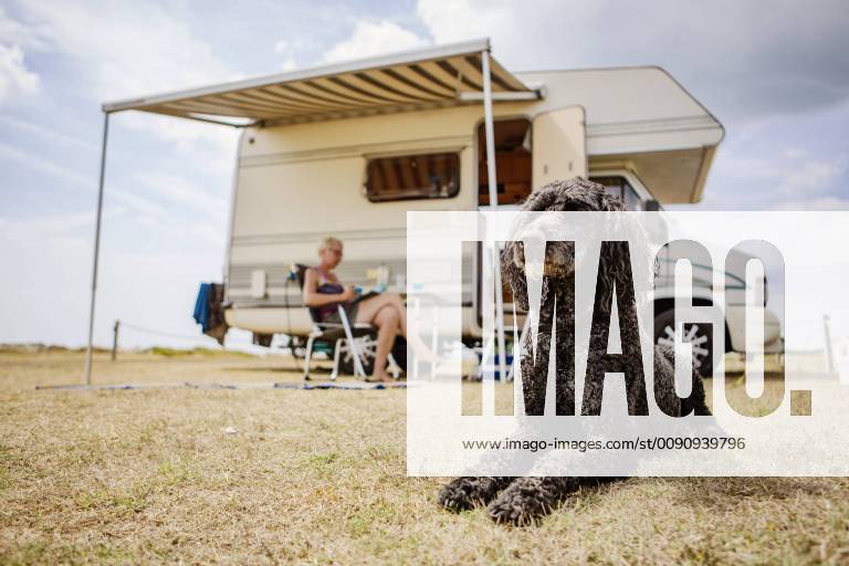 Attentive poodle lying on camping ground in front of camper model released Symbolfoto property released JATF01123