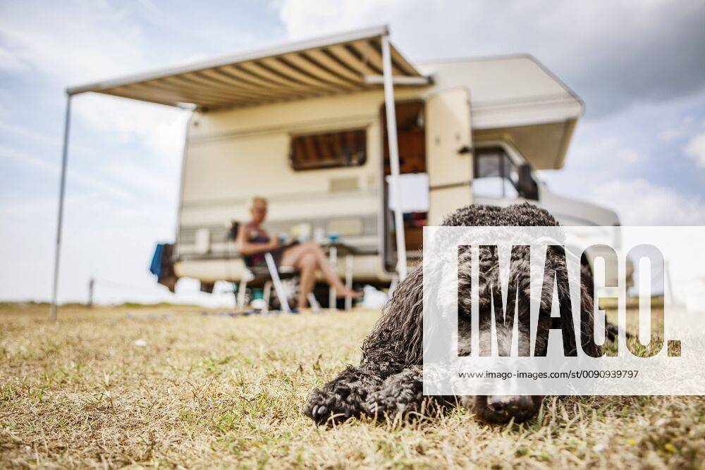 Poodle relaxing on camping ground model released Symbolfoto property released JATF01124