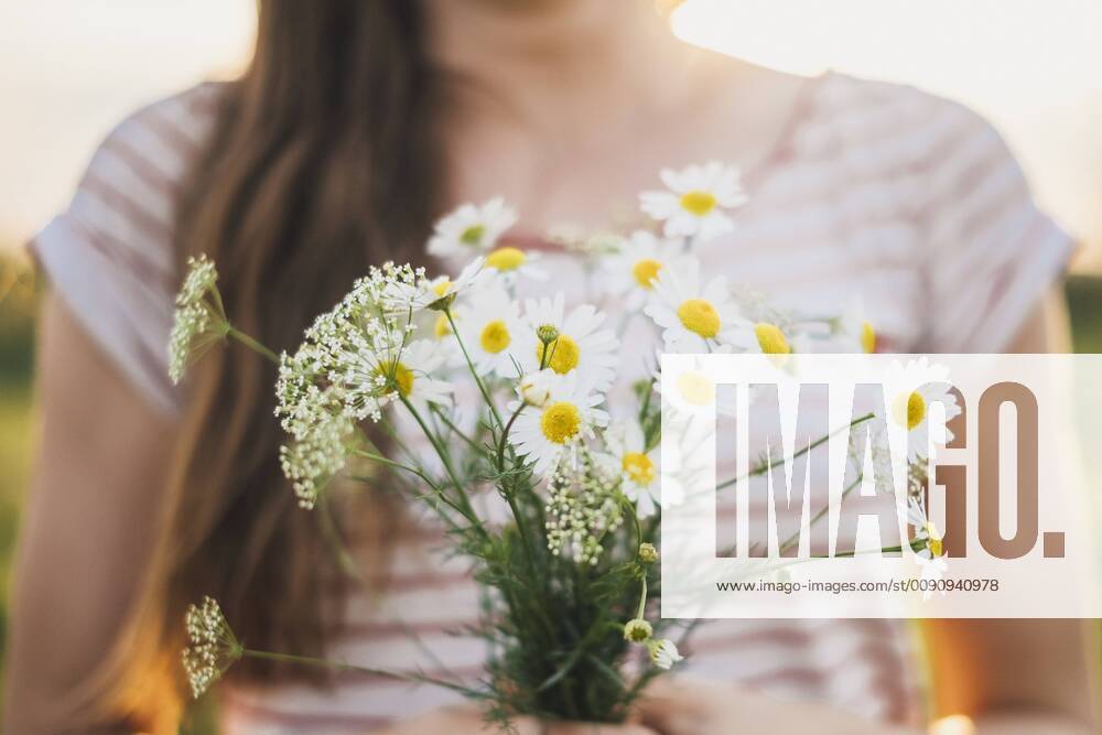 Woman holding bunch of picked white wildflowers, close-up model released Symbolfoto JSCF00141