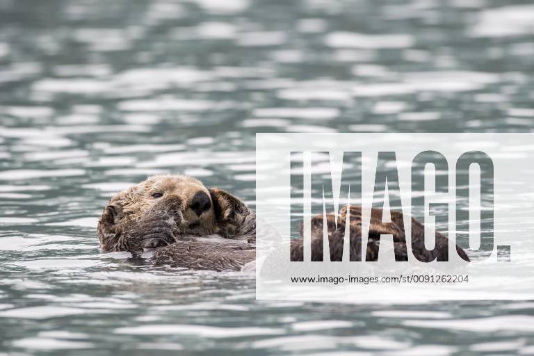 Sea Otter Enhydra lutris swims on its back, Seward, Alaska, USA, North America