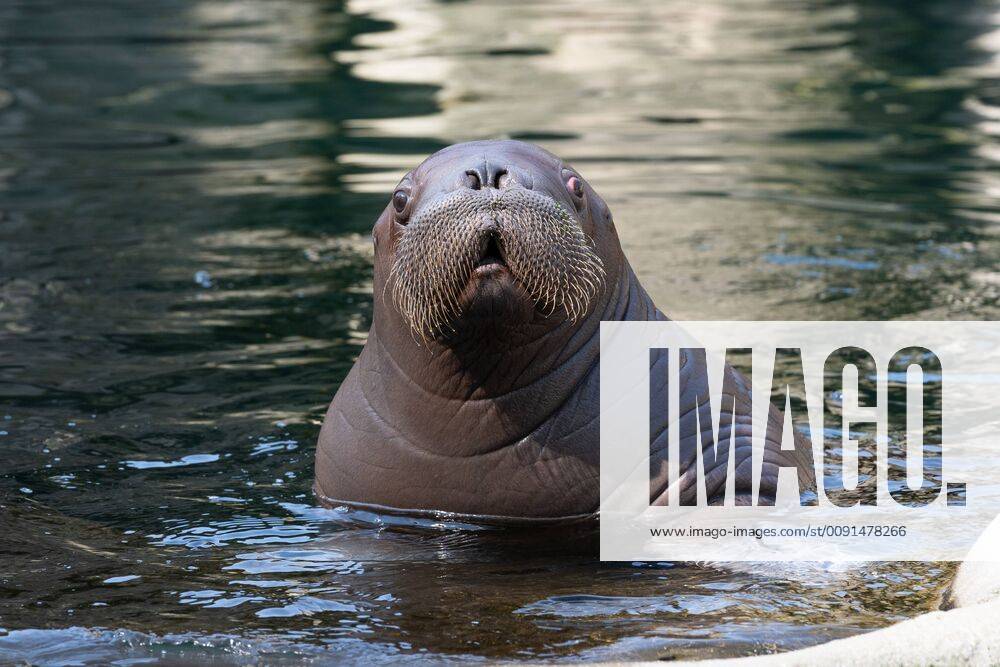 Hello water there I am First official swimming hour 80 kilogram heavy Hamburg baby moustache carrier dives for the first time on Accompanied is walrus baby from the 23 year old mother Polosa Hagenbecks Tierpark Hamburg Walrus Hagenbeck keeper Dirk Stut