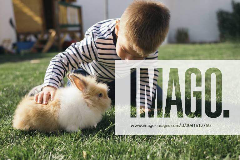 Little boy petting a bunny in garden model released Symbolfoto property released MOMF00684