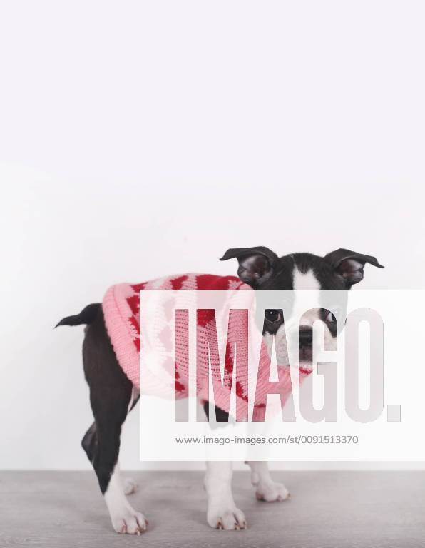 Portrait of Boston terrier puppy wearing pink pullover with hearts property released RTBF01293