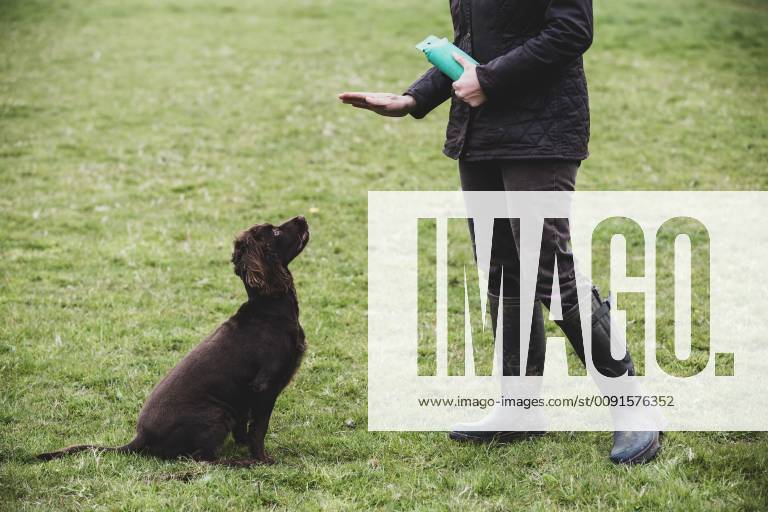 Person standing outdoors, giving hand command to Brown Spaniel dog. Person standing outdoors, giving hand command to Brown Spaniel dog.,Dog training school 57879