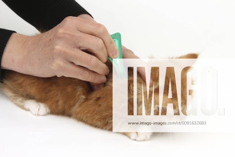 FELIS CATUS Applying spot-on flea treatment to a ginger kitten 1254052 MarkxTaylor