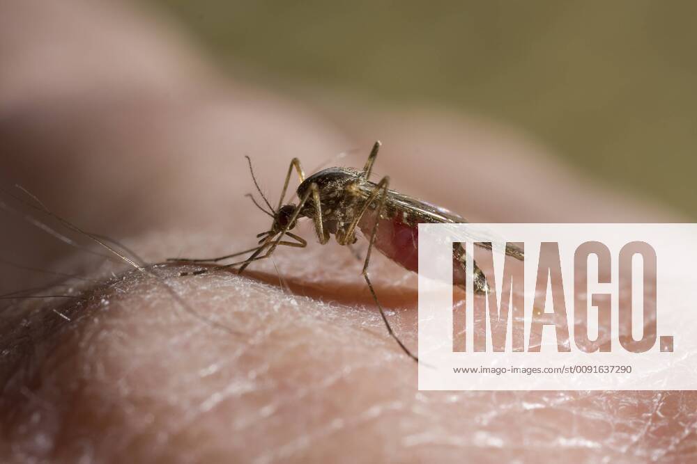 CULICIDAE FAMILY Mosquito feeding on human blood 1259577 StephenxDalton