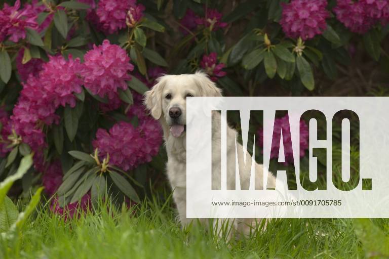 CANIS FAMILIARIS Golden retriever dog in garden with Rhododendron flowers, UK, May 1321697 ErniexJanes