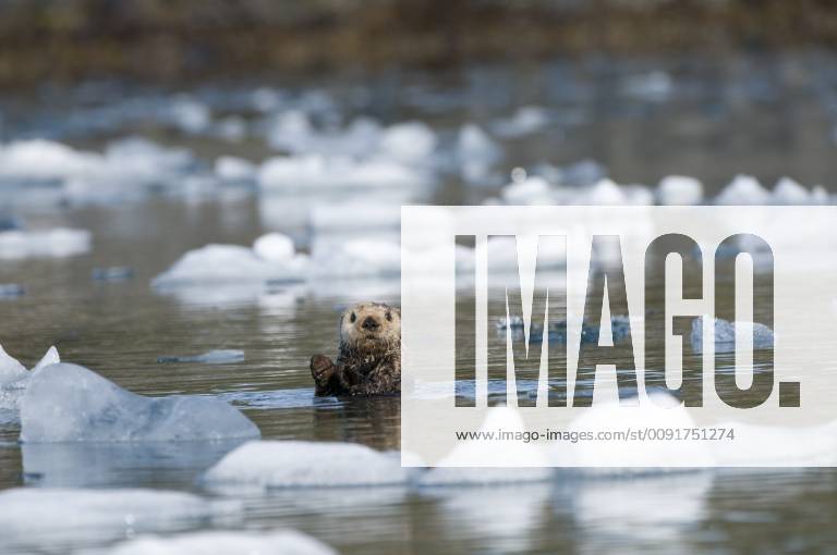ENHYDRA LUTRIS Sea otter (Enhydra lutris) grooms itself in icy waters off Columbia Glacier in Prince William Sound, Chugach National Forest, Alaska, USA, May 1363487 StevenxKazlowski