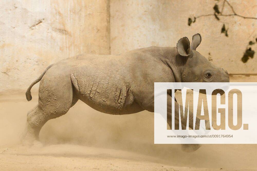 Rhino offspring at Magdeburg Zoo, black rhino Maleika plays with her offspring in the indoor enclosure Photographed on 07 06 2019