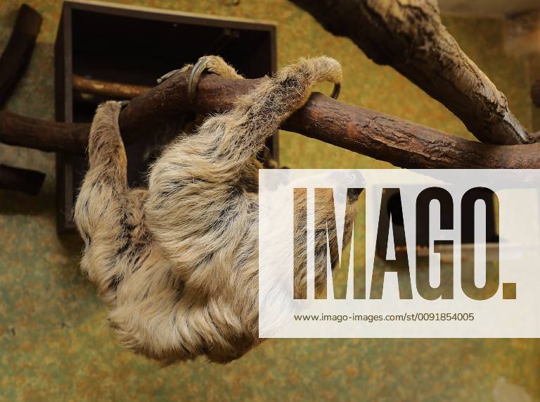 Bergzoo Halle The oldest sloth in the world , Paula celebrates his 50th birthday today Two-finger sloth or Unau - partly only two-finger sloth called Choloepus didactylus