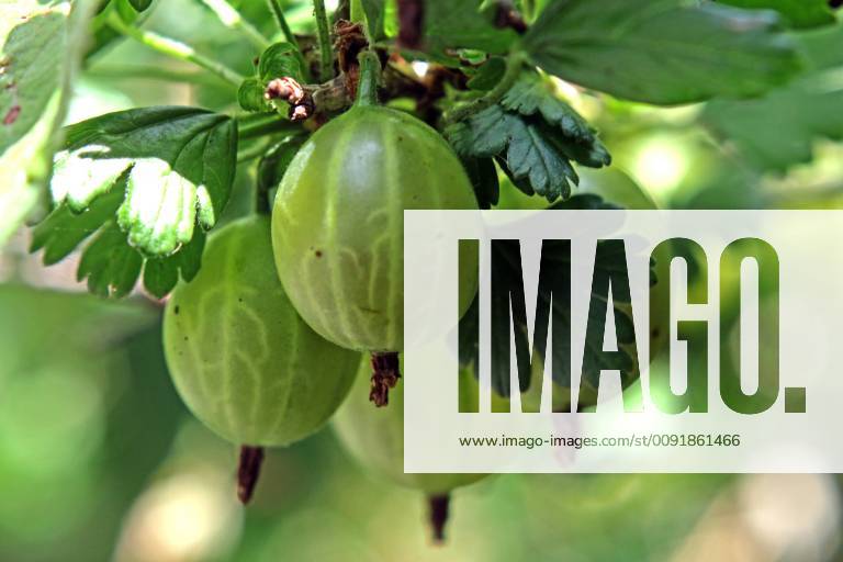 Fruit bushes in gardens Mature gooseberries hanging from a shrub in early summer time