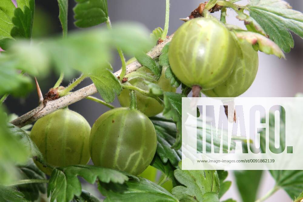 Fruit bushes in gardens Mature gooseberries hanging from a shrub in early summer time