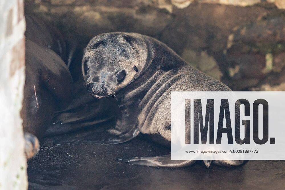 Seelöwen Nachwuchs im Kölner Zoo Lucy is the first offspring since 2015 at the Californian Seelöwen For the first time the nine year old Lina mother Kölner Zoo NRW Kölner Germany