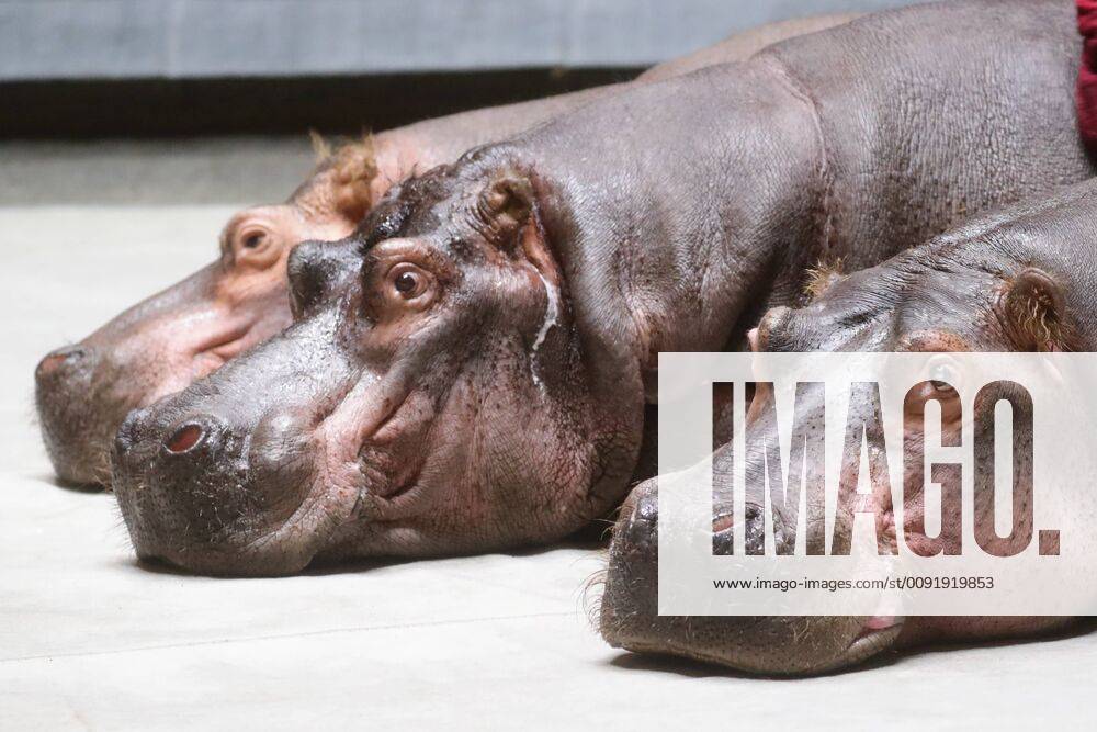 MOSCOW, RUSSIA – JUNE 19, 2019: Hippos during rehearsal of a Sand Tale show at the Grand Moscow State Circus in Prospekt Vernadskogo Street. Vyacheslav Prokofyev TASS TS0B021E