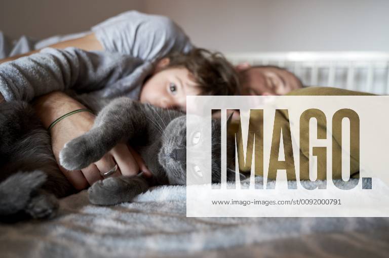 Portrait of grey cat resting on bed with toddler girl and father model released Symbolfoto property released GEMF02918