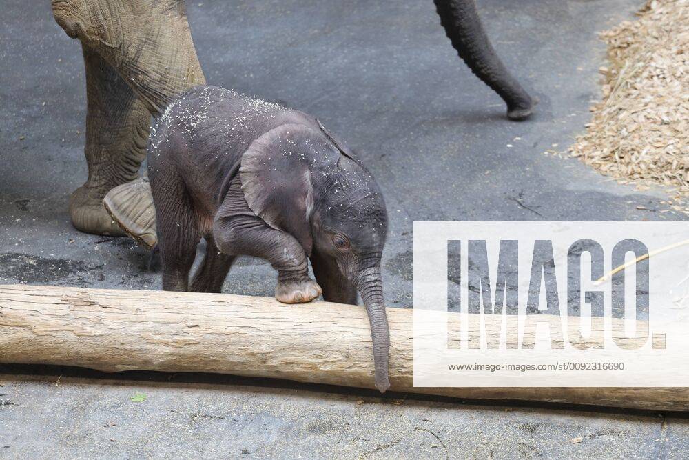 Elephant baby in Vienna Vienna, Tiergarten Schönbrunn, 18 07 2019 The 5-day-old elephant baby Girl is having her first experiences, the baby has no names yet, the mother is the 27-year-old Numbi Elephant Baby, Elephant baby