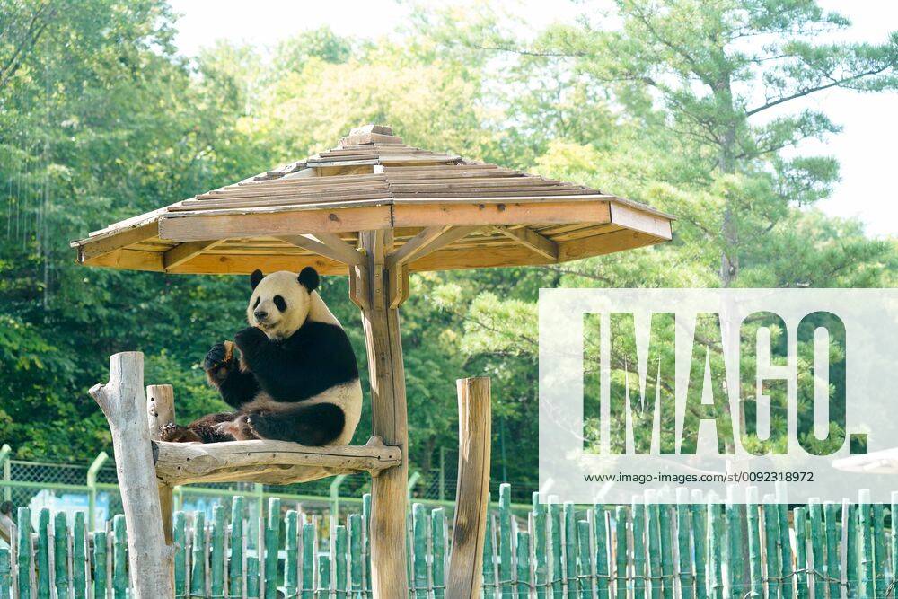 (190718) -- SHANGZHI, July 18, 2019 -- Giant panda Youyou eats at Giant Panda House in the ski resort of Yabuli in northeast China s Heilongjiang Province, July 18, 2019. Giant pandas Sijia and Youyou came from Sichuan Province to Yabuli in July 2016, and now they have adapted well to the local climate. ) CHINA-HEILONGJIANG-GIANT PANDAS (CN) WangxSong