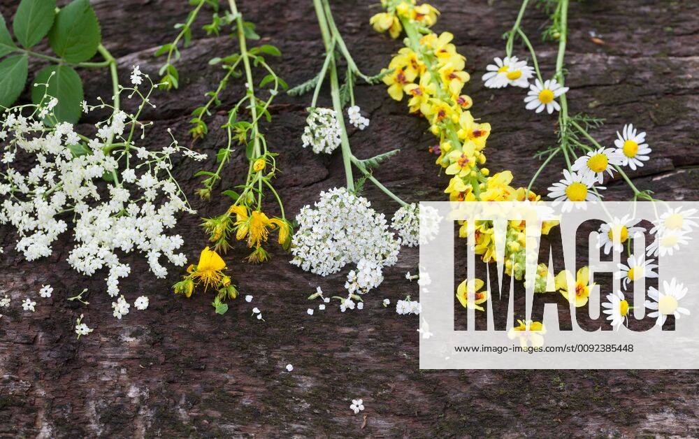 Raeuchergut wird in Blatt einer Koenigskerze eingebunden, Deutschland curing plants, Germany BLWS538493