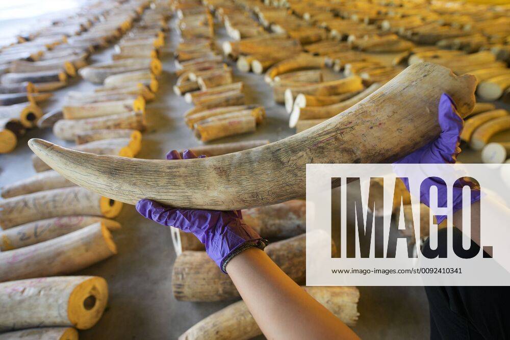 (190724) -- BEIJING, July 24, 2019 -- A staff member shows seized elephant ivory in Singapore on July 23, 2019. In the joint statement issued by Singapore s National Parks Board (NParks), Singapore Customs and the Immigration & Checkpoints Authority (ICA), 11.9 tonnes of pangolin scales and 8.8 tonnes of elephant ivory were found in a container from the Democratic Republic of the Congo being shipped to Vietnam via Singapore. This is the largest seizure of elephant ivory in Singapore to date. Then Chih Wey) XINHUA PHOTOS OF THE DAY DengxZhiwei