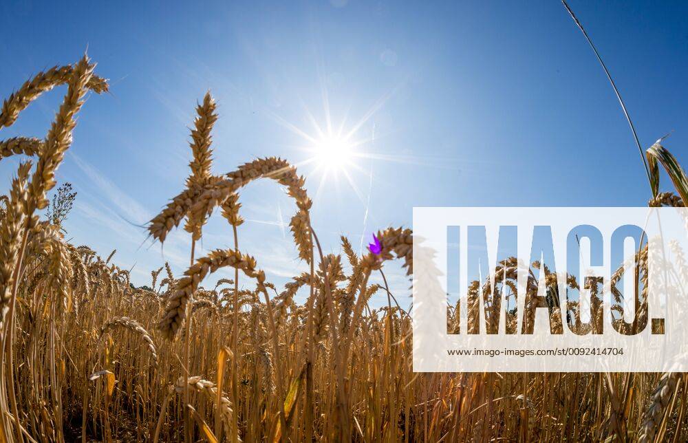 Heatwave and drought in Germany 24 07 2019, Oberursel Hessen The sun shines over a wheat field The current heatwave in Germany has predicted maximum temperatures of 40°C , Oberursel Deutschland