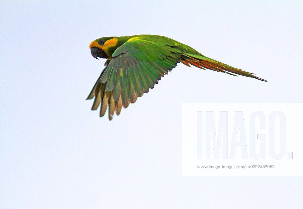 Gelbohrsittich, Gelbohr-Sittich (Ognorhynchus icterotis), bedrohte Art aus den kolumbianischen Anden, Kolumbien yellow-eared conure (Ognorhynchus icterotis), an endangered species of the Colombian Andes., Colombia BLWS539360
