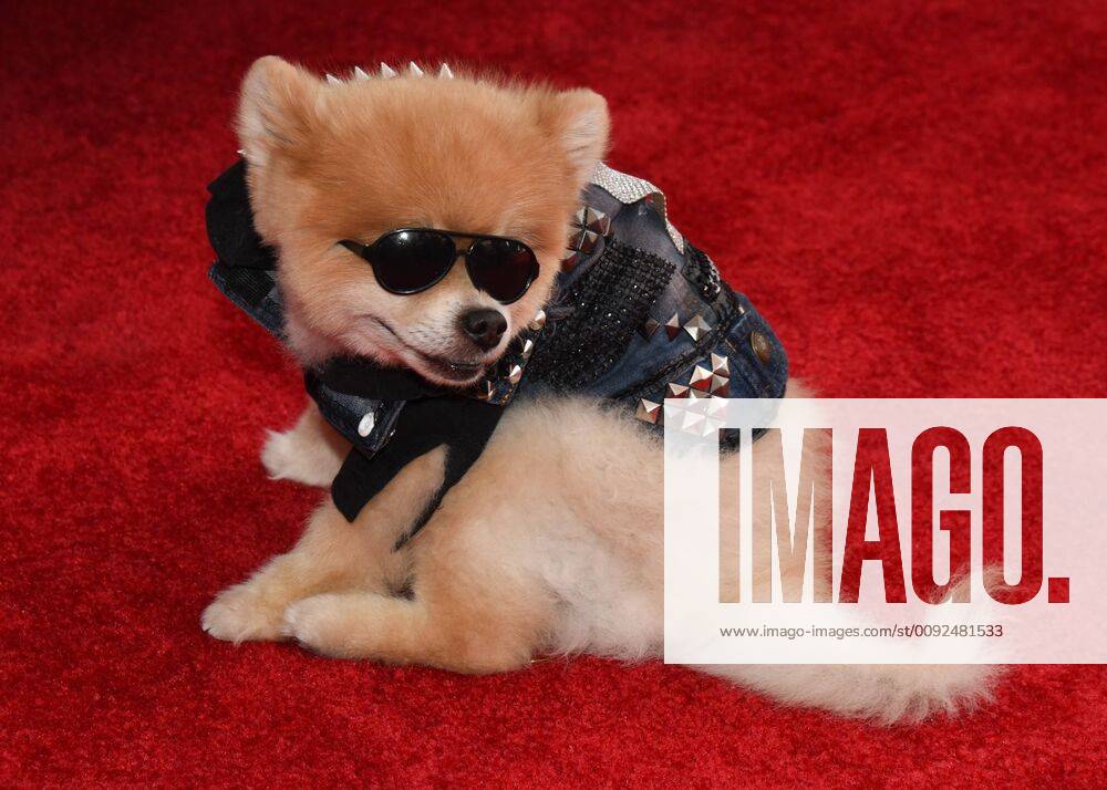 Entertainment Themen der Woche KW30 Bentley the Pom attends10th Anniversary Of Kiehl s LifeRide For amfAR To Benefit HIV AIDS Research in Century City at Westfield Century City in Century City on July 27 2019. 10th Anniversary Of Kiehl s LifeRide For amfAR To Benefit HIV AIDS Research