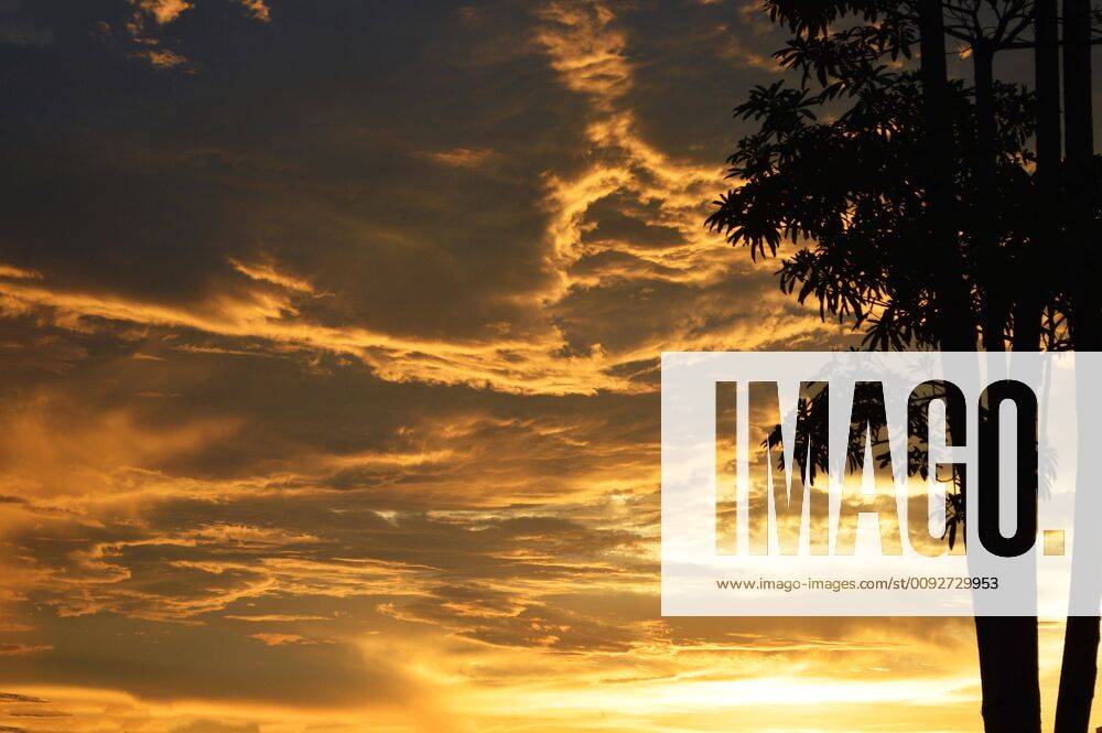 Silhouette tree sunset golden clouds sky / colorful dramatic sky sunset on summer