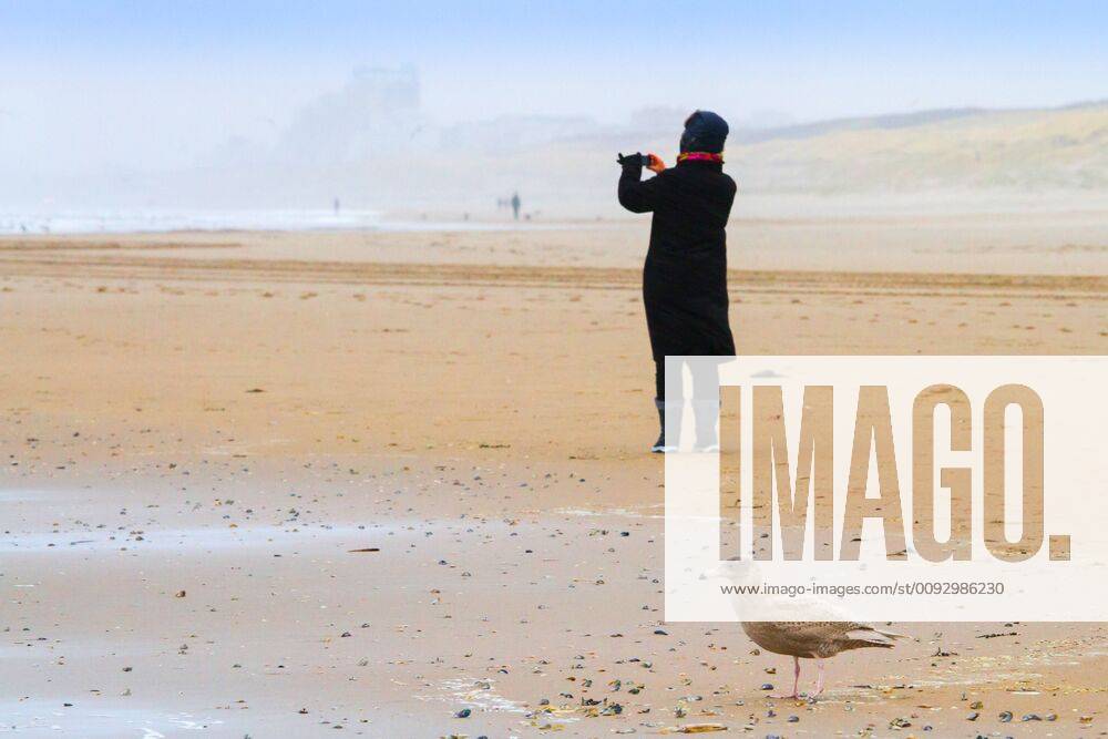 IMAGO Creative: Ende des Sommers Eismoewe, Eis-Moewe (Larus hyperboreus), im Jugendkleid auf Nahrungssuche am Strand, fotografierende Touristin im Hintergrund, Niederlande, Suedholland, Katwijk glaucous gull (Larus hyperboreus), foarging in immature plumage on the beach, taking photos tourist in the background, Netherlands, South Holland, Katwijk BLWS542314