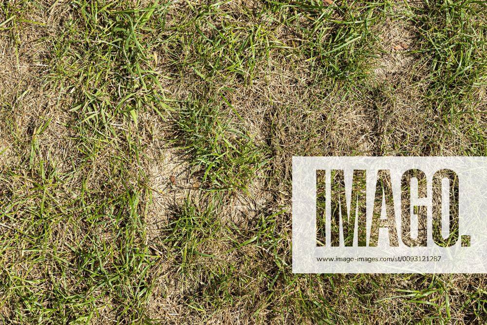 Durch Sommerhitze vertrockneter Rasen in einem Garten, DEUTSCHLAND, HAMBURG, 30.07.2019. Dried lawn due to hot summer in a garden, GERMANY, HAMBURG