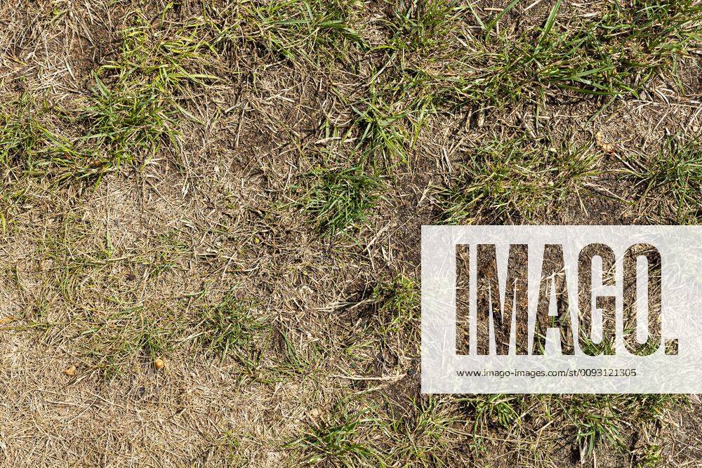 Durch Sommerhitze vertrockneter Rasen in einem Garten, DEUTSCHLAND, HAMBURG, 30.07.2019. Dried lawn due to hot summer in a garden, GERMANY, HAMBURG