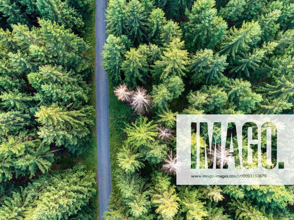 Waldsterben im Taunus 29 08 2019, Oberursel Hessen Dead spruces can be seen in the forest at Sandplacken im Taunus Aerial view with a drone, Oberursel Germany