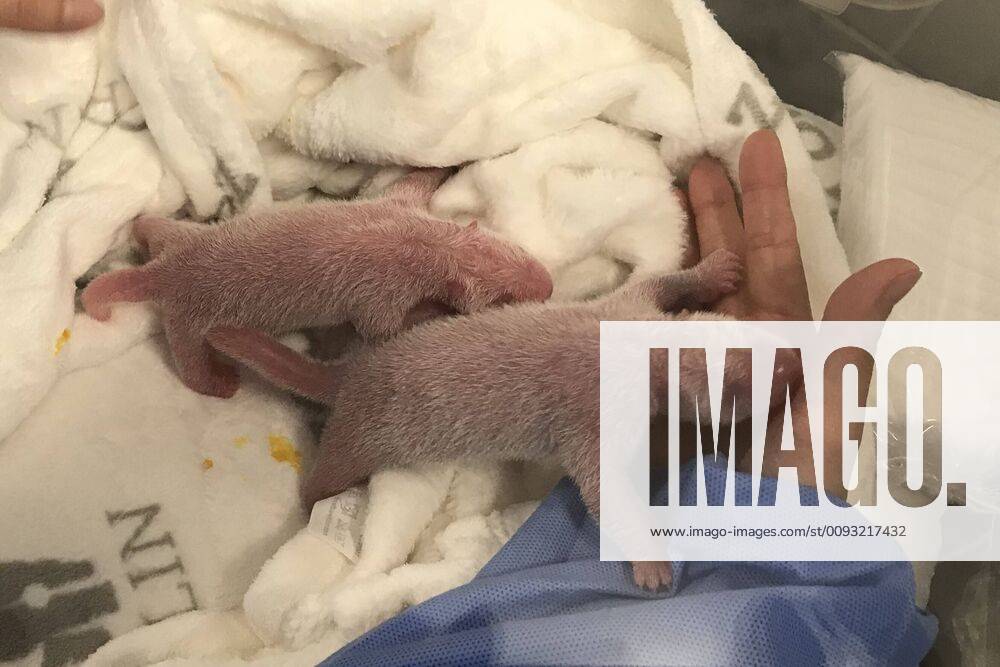 (190902) -- BERLIN, Sept. 2, 2019 -- Photo provided by Zoo Berlin on Sept. 2, 2019 shows the newly born twin panda cubs in Berlin, capital of Germany. The six-year-old giant panda Meng Meng, sent by China to Germany in 2017 together with male panda Jiao Qing, gave birth to twin panda cubs, the first-ever panda cubs born in Germany, Zoo Berlin announced Monday morning. (Zoo Berlin Handout via Xinhua) FOR . NOT FOR SALE FOR MARKETING OR ADVERTISING CAMPAIGNS. MANDATORY CREDIT. GERMANY-BERLIN-ZOO-NEW BORN PANDA BoxLindongwuyuan