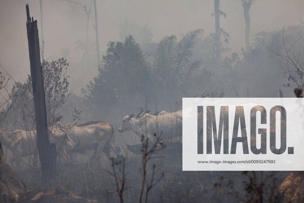 Waldbrände in Brasilien, Soldaten bei der Brandbekämpfung NOVO PROGRESSO, PA - 03.09.2019: SOLDIERS FIGHT FIRE IN NEW FRONTIER - Cattle graze in the smoke caused by fires in the region of Nova Fronteira, in the municipality of Novo Progresso, Pará. x1789321x JoãoxLaet
