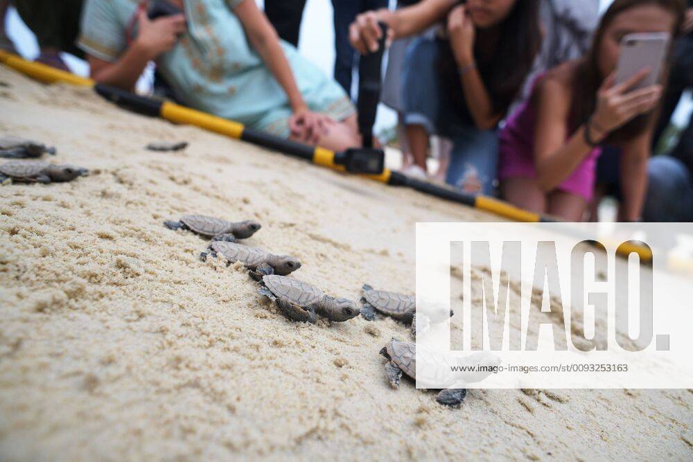 (190904) -- SINGAPORE, Sept. 4, 2019 -- Newborn Hawksbill sea turtle hatchlings that hatched less than 10 hours ago make their way to the sea on the beach of Singapore s Sentosa Island on Sept. 4, 2019. Staff of the Sentosa Development Corporation released a total of 100 Hawksbill sea turtle hatchlings back to the sea. The hatchlings were born from a nest discovered on July 14, 2019. Then Chih Wey) SINGAPORE-SENTOSA ISLAND-HAWKSBILL SEA TURTLE xinjiapo