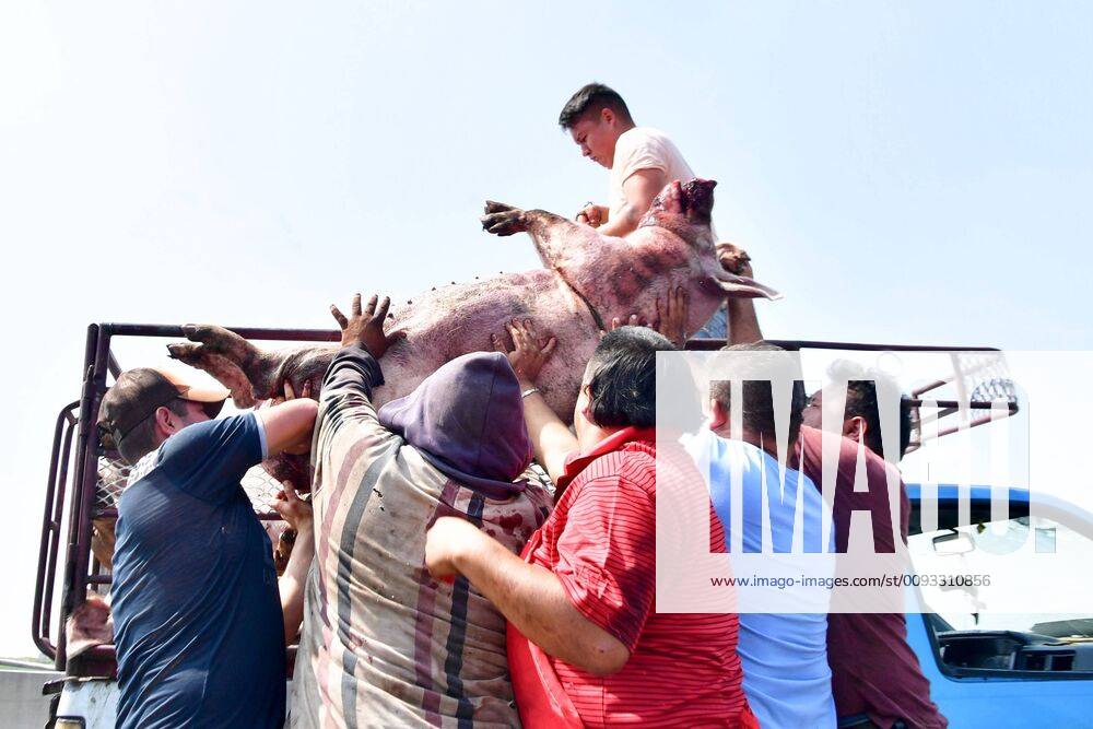 EUM20190907NAC20 JPG ZUMPANGO, Mex AccidentTilt September 7, 2019 A truck that transported pigs volco in the Circuito Exterior Mexiquense, at the height of kilometer 17, due to excessive speed In the mishap died 70 animals, which were watered by the road Several people acquired some dead pigs to make sausages, because they are useless even for - ZUMAu78_ 20190907_zaf_u78_064