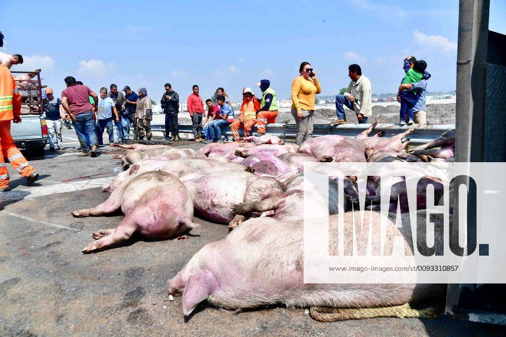EUM20190907NAC22 JPG ZUMPANGO, Mex AccidentTilt September 7, 2019 A truck that transported pigs volco in the Circuito Exterior Mexiquense, at the height of kilometer 17, due to excessive speed In the mishap died 70 animals, which were watered by the road Several people acquired some dead pigs to make sausages, because they are useless even for - ZUMAu78_ 20190907_zaf_u78_065