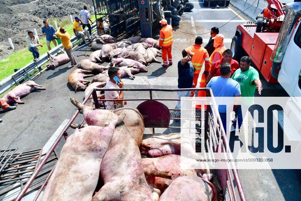 EUM20190907NAC21 JPG ZUMPANGO, Mex AccidentTilt September 7, 2019 A truck that transported pigs volco in the Circuito Exterior Mexiquense, at the height of kilometer 17, due to excessive speed In the mishap died 70 animals, which were watered by the road Several people acquired some dead pigs to make sausages, because they are useless even for - ZUMAu78_ 20190907_zaf_u78_066