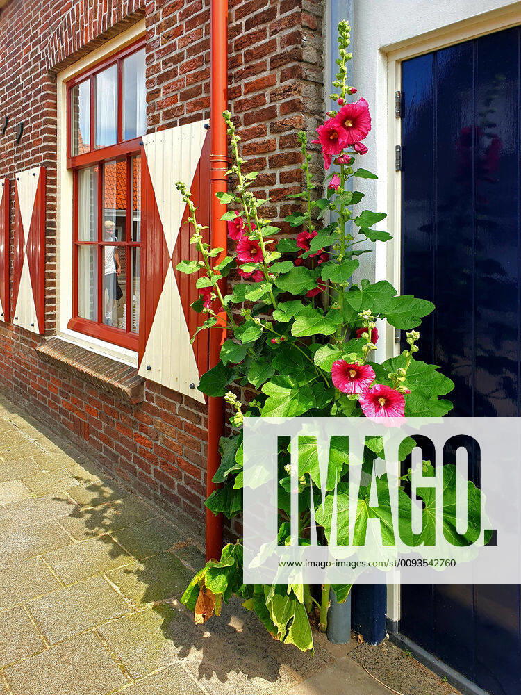 Stockrose, Stock-Rose, Stockmalve, Stock-Malve, Halsrose, Hals-Rose, Brandrose, Brand-Rose (Alcea rosea, Althaea rosea), bluehend an einem Hauseingang, Niederlande hollyhock (Alcea rosea, Althaea rosea), blooming at house entrance, Netherlands BLWS545586