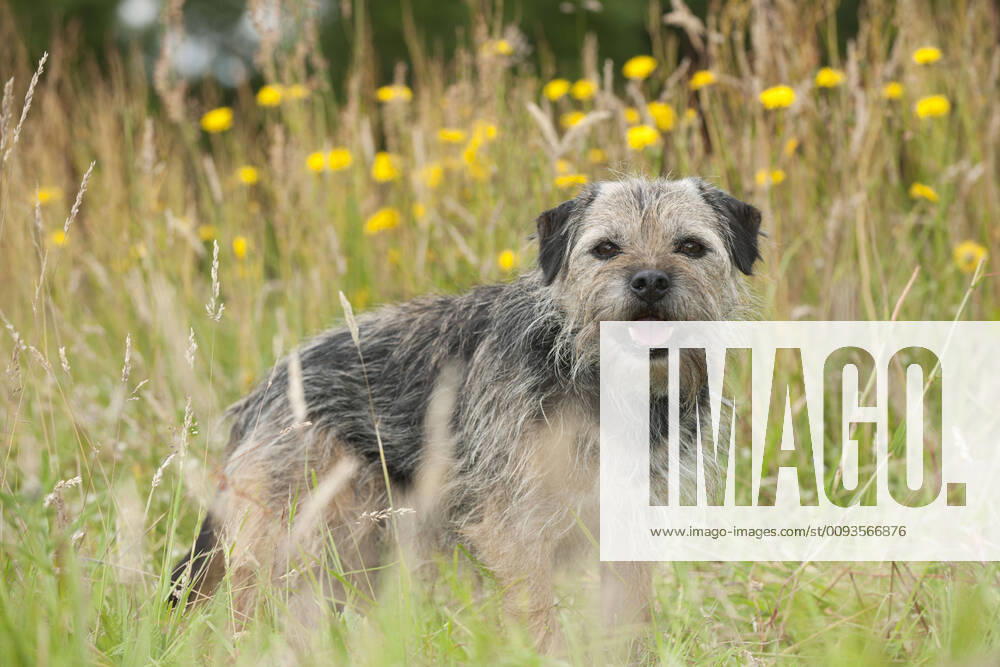DOG - Border terrier