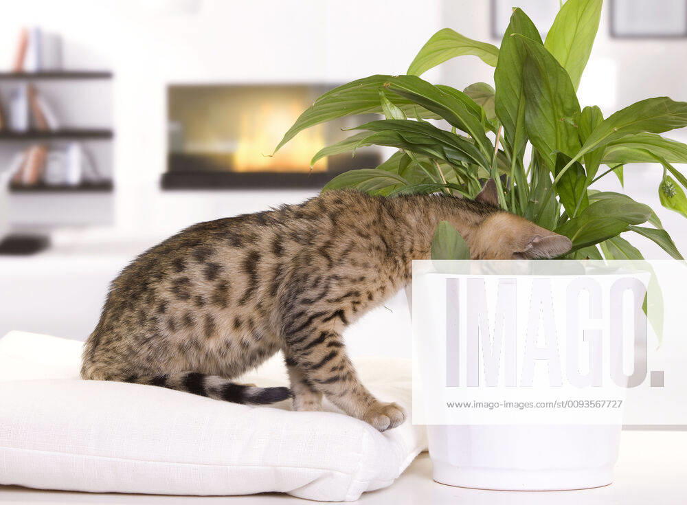Cat - Bengal kitten - playing with plant pot