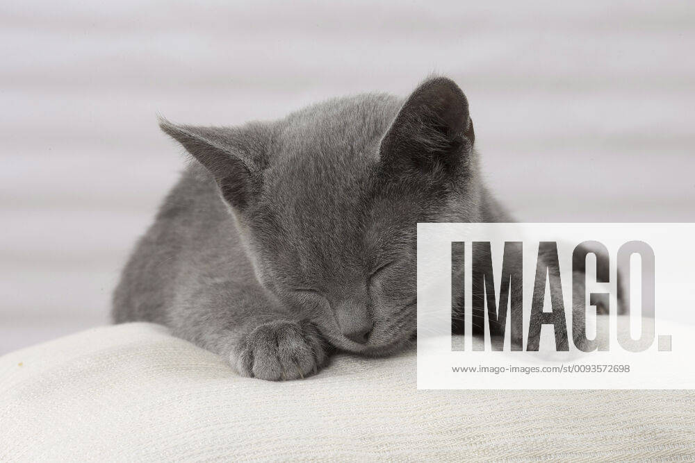Cat - Chartreux kitten 3 months old. sleeping.