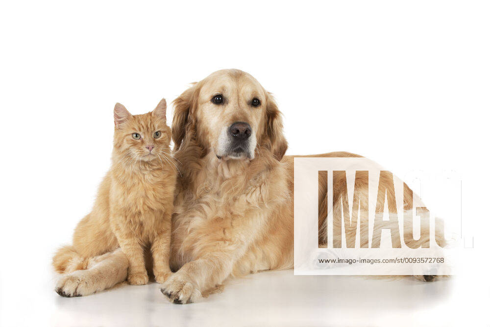 CAT - Ginger cat and Golden Retriever.
