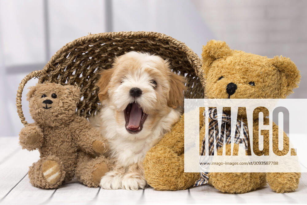 Dog Bichon Havanese 8 week old puppy